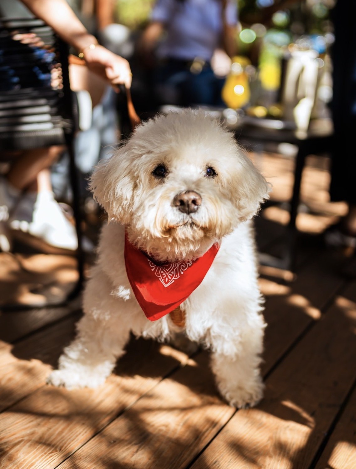 Dog Friendly Villaseca